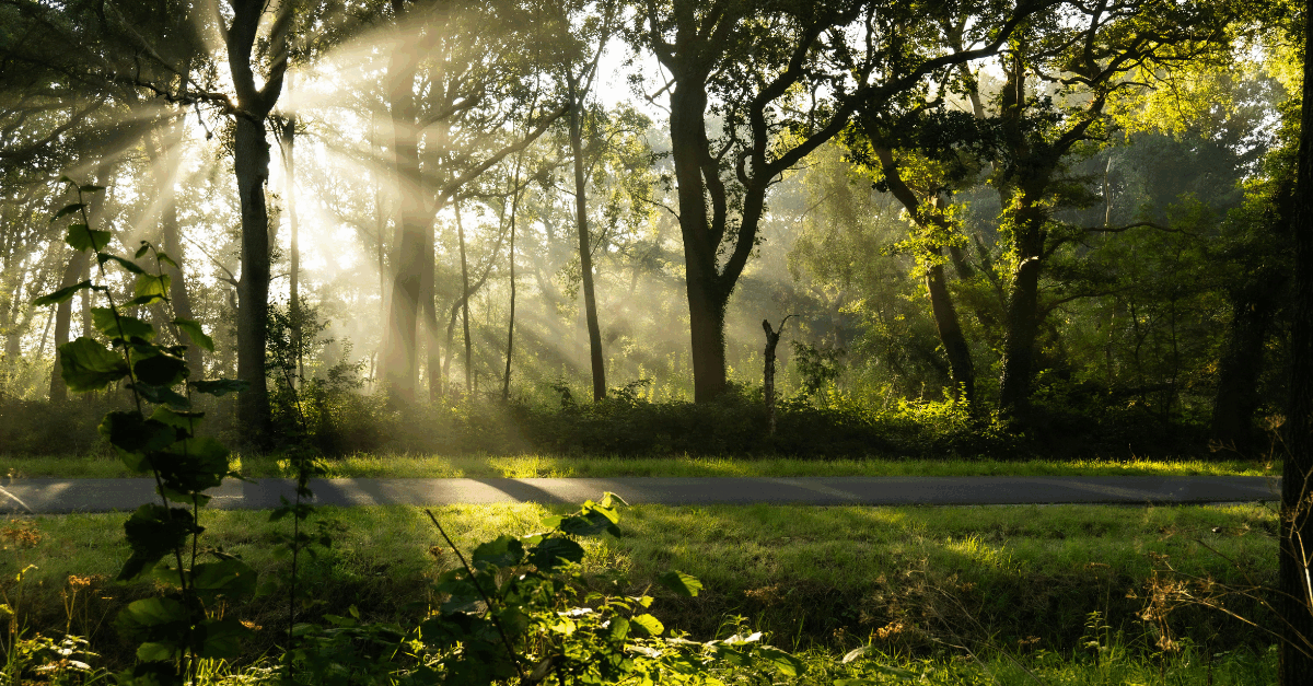 Blogreeks Gebiedsontwikkeling - deel 7: Rol van stikstof in gebiedsontwikkeling
