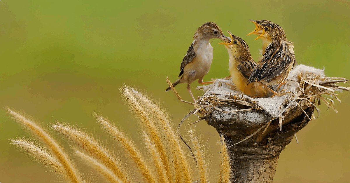 Blogreeks Soortenbescherming - deel 1: De omgevingsvergunning voor een flora- en fauna-activiteit