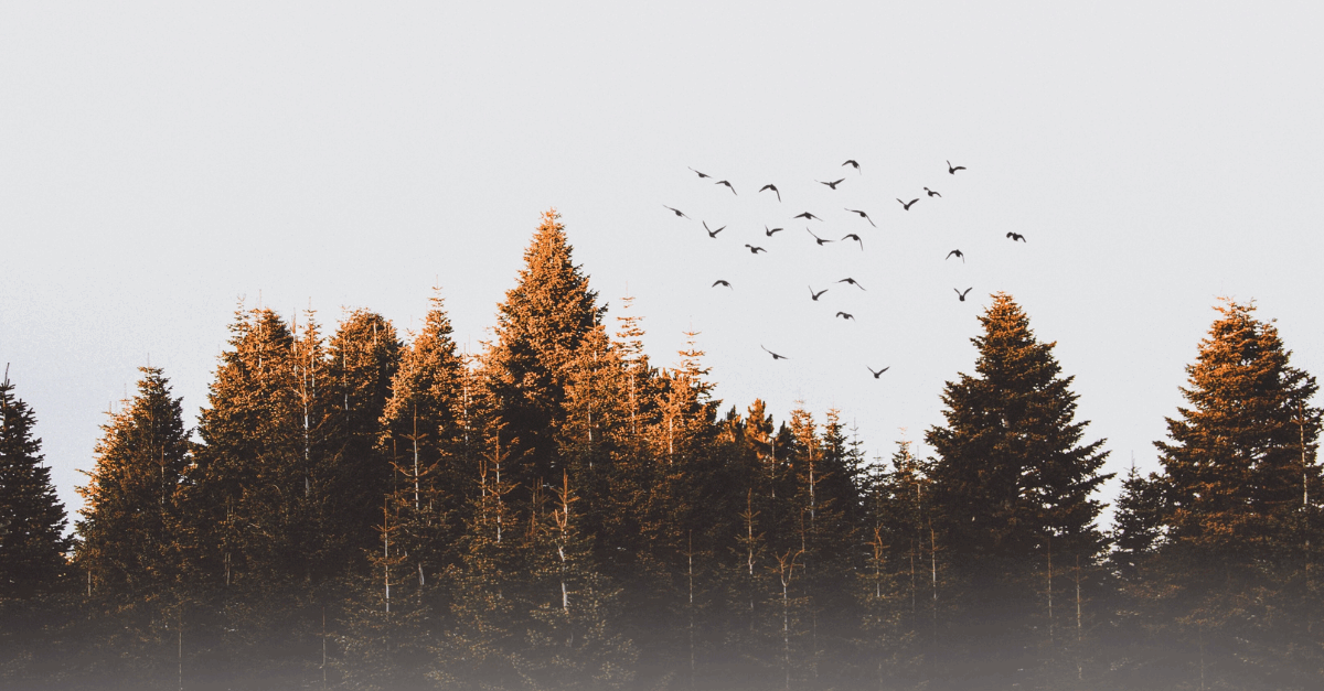 Blogreeks Soortenbescherming - deel 2: De specifieke zorgplicht bij het verrichten van een flora- en fauna-activiteit