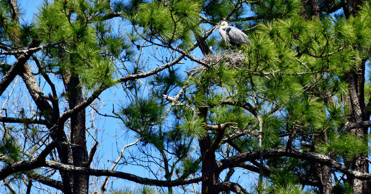 Blogreeks Soortenbescherming - deel 3: De doorwerking van soortenbescherming in ruimtelijke besluiten 