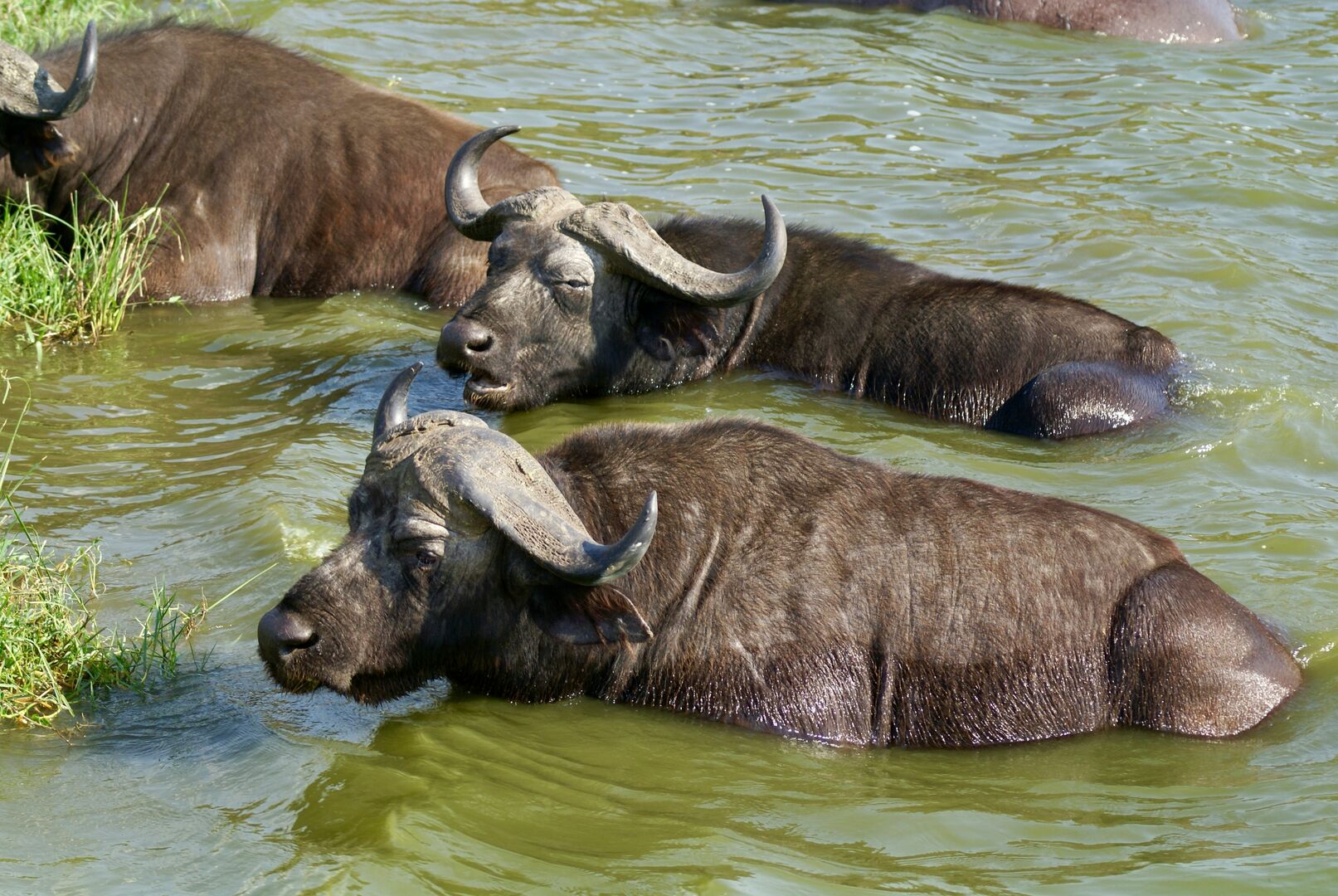 Hoe verkoop je 240 waterbuffels als de failliete buffelboer de weg verspert met betonblokken? 