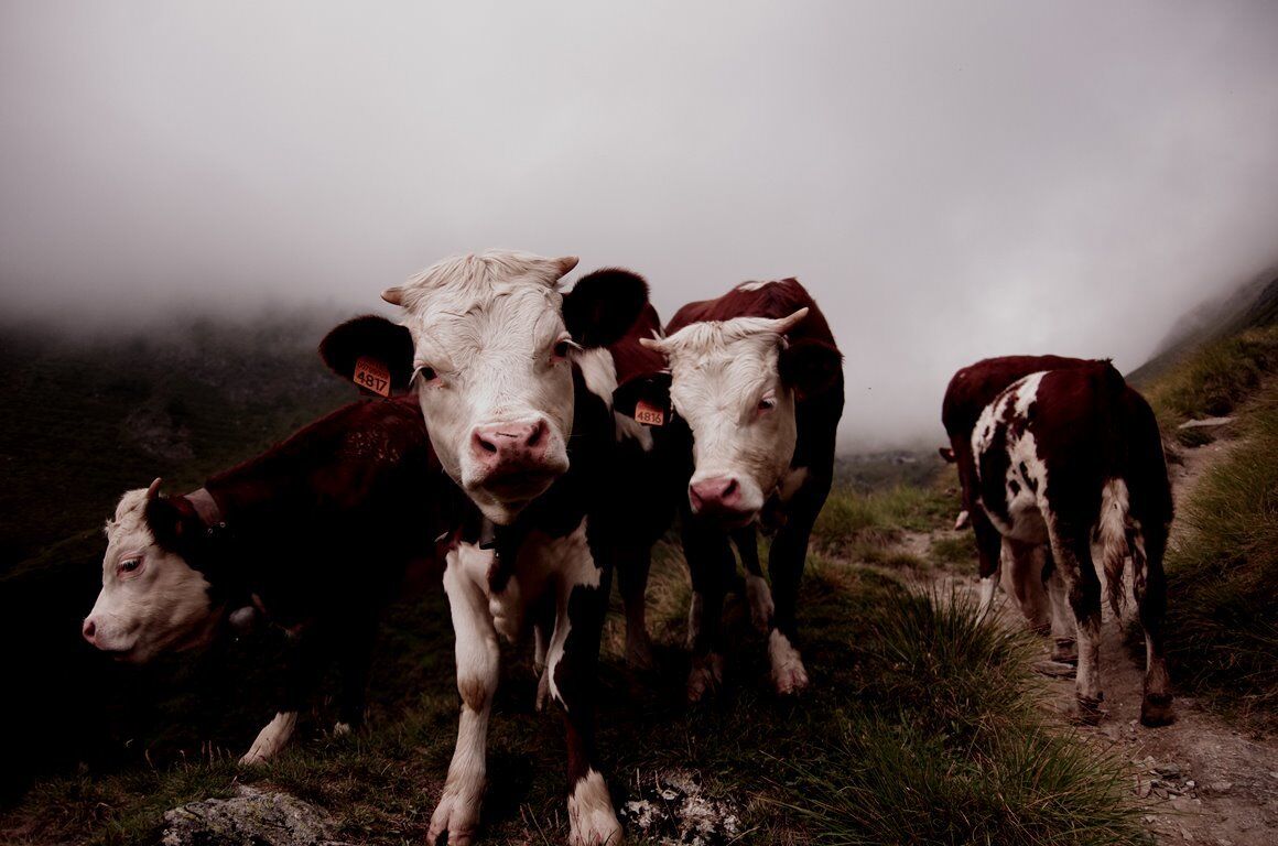 Toetsing handelwijze accountant/interim-bestuurder