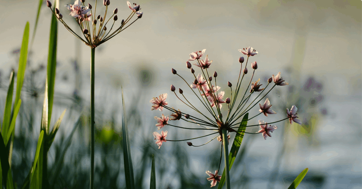 Van vergunning tot verwijt: hoe bestuurders aansprakelijk kunnen zijn bij het verliezen van de natuurvergunning